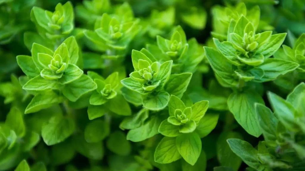 Frischer Oregano mit grünen Blättern, ideal für Pizza, Pasta und mediterrane Rezepte