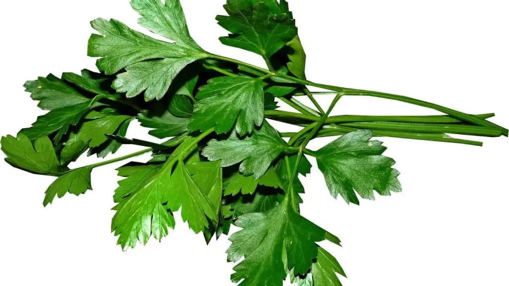 Frische Petersilie mit intensiven grünen Blättern, ideal für Gerichte und Salate