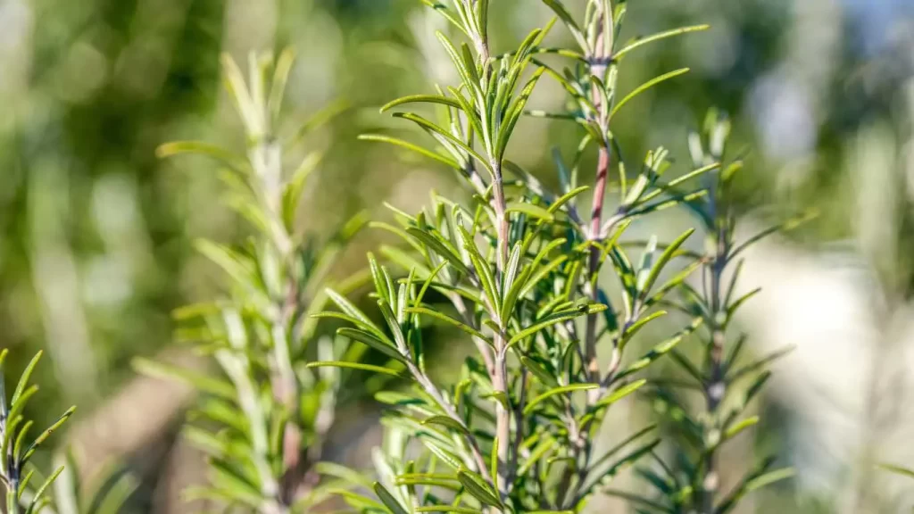 Frischer Rosmarin mit grünen Nadeln, ideal für Fleischgerichte, Kartoffeln und mediterrane Rezepte