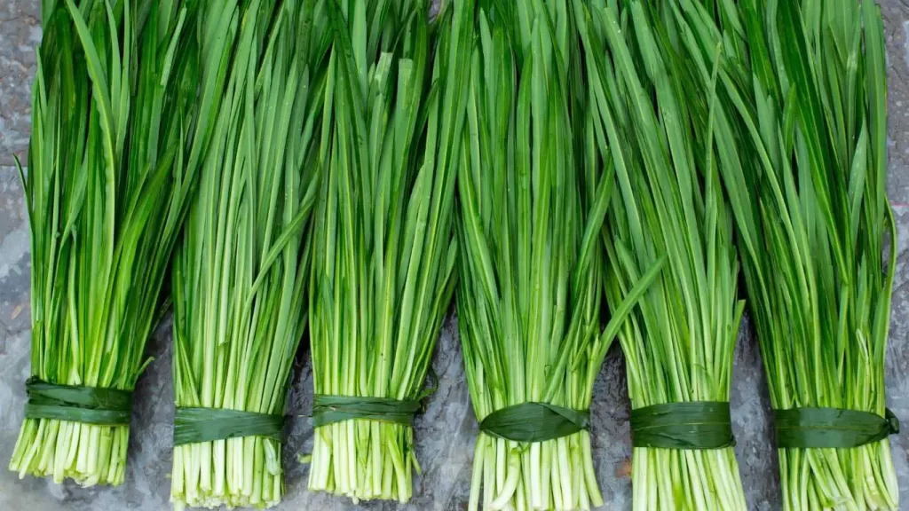 Frischer Schnittlauch mit langen, grünen Stängeln, ideal zum Würzen von Salaten, Suppen und Dips