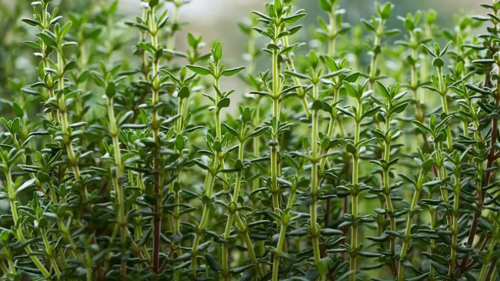 Frischer Thymian mit kleinen grünen Blättern, ideal für Fleisch, Gemüse und Saucen